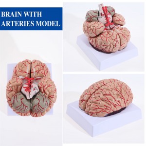 Modello medico di anatomia dell'arteria cerebrale staccabile per adulti, arteria cerebrale umana