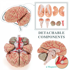 Modello medico di anatomia dell'arteria cerebrale staccabile per adulti, arteria cerebrale umana