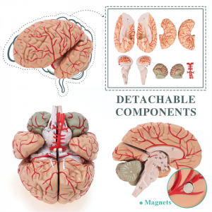 Modelo adulto destacável médico da anatomia da artéria cerebral do tamanho da artéria cerebral humana