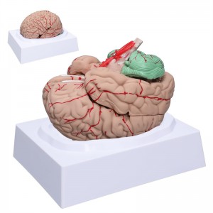Medisinsk menneskelig hjernearterie Avtakbar Voksenstørrelse hjernearterieanatomimodell