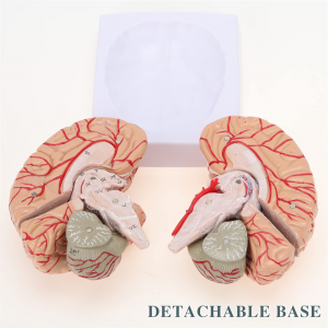 Medical Human Brain Arterie Abnehmbar Erwuessener Gréisst Brain Arterie Anatomie Modell