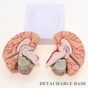 Modelo de anatomía de la arteria cerebral de tamaño adulto desmontable de la arteria del cerebro humano médico