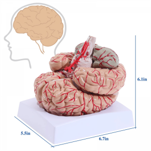 Tibbi İnsan Beyin Arteriyası Ayrılan Böyüklər Ölçüsü Beyin Arteriyası Anatomiya Modeli