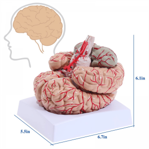 Medicinski odvojivi model anatomije moždane arterije za odrasle veličine ljudske moždane arterije