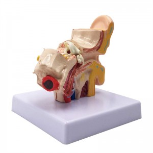 Medyske lear 1,5 kear ear anatomy model foar folwoeksenen