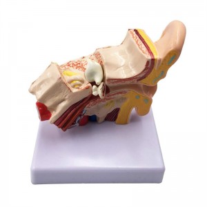 Medical teaching 1.5 times adult ear anatomy model