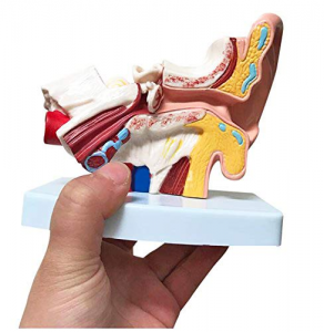 Medical teaching 1.5 times adult ear anatomy model