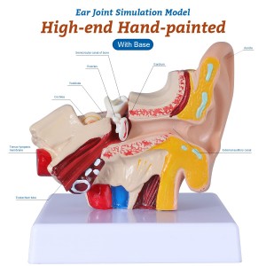 Pengajaran perubatan 1.5 kali model anatomi telinga dewasa