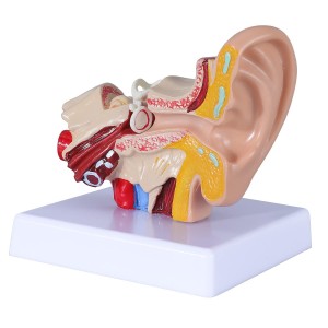 การสอนการแพทย์แบบจำลองกายวิภาคหูผู้ใหญ่ 1.5 เท่า