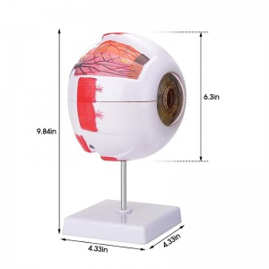 Medical teaching 6x adult eye anatomy model