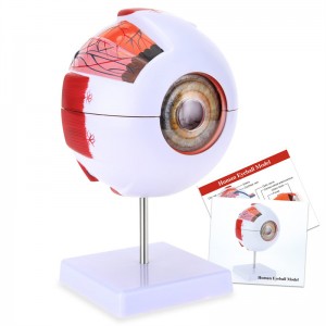 Modelo de anatomía del ojo adulto 6x enseñanza médica