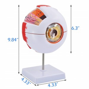 Medical teaching 6x adult eye anatomy model