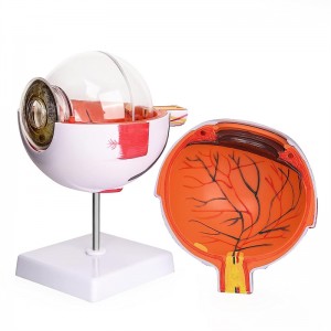 Medical teaching 6x adult eye anatomy model