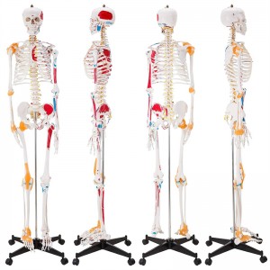 Medizinisches, 180 cm großes, farbiges, bewegliches menschliches Skelettmodell
