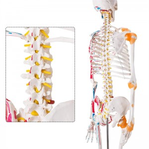 Φαρμακευτικό 180cm έγχρωμο κινητό μοντέλο ανθρώπινου σκελετού