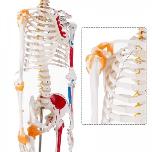 医学 180cm カラー可動人体骨格模型