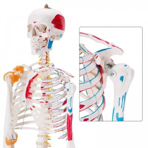 Medicine 180cm color movable human skeleton model