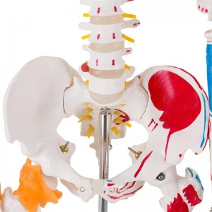 Medisyne 180cm kleur beweegbare menslike skelet model
