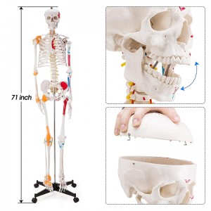 Medicīna 180cm krāsains kustīgs cilvēka skeleta modelis
