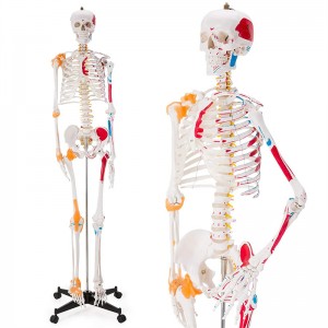 Медицина 180см цветен подвижен модел на човешки скелет