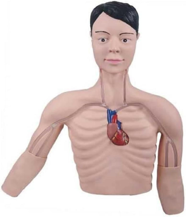 Medical Educational Training Aid PICC Intervention Model Anatomical Mannequin Skill Training Manikin Teaching Model