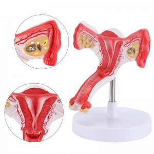 Anatomical model of female uterus with ovary