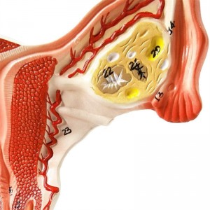 Anatomisk modell av kvinnelig livmor med eggstokk