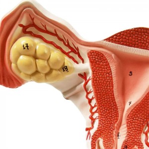 Yumurtalıklı kadın uterusunun anatomik modeli