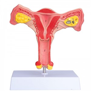 Yumurtalıklı kadın uterusunun anatomik modeli