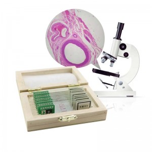 Medicinski mikroskop za humano patologijo je pripravil diapozitive za poučevanje in učenje