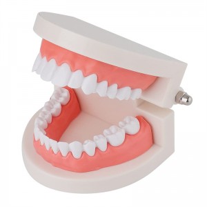 Standard tandbørstning model Display demonstration...