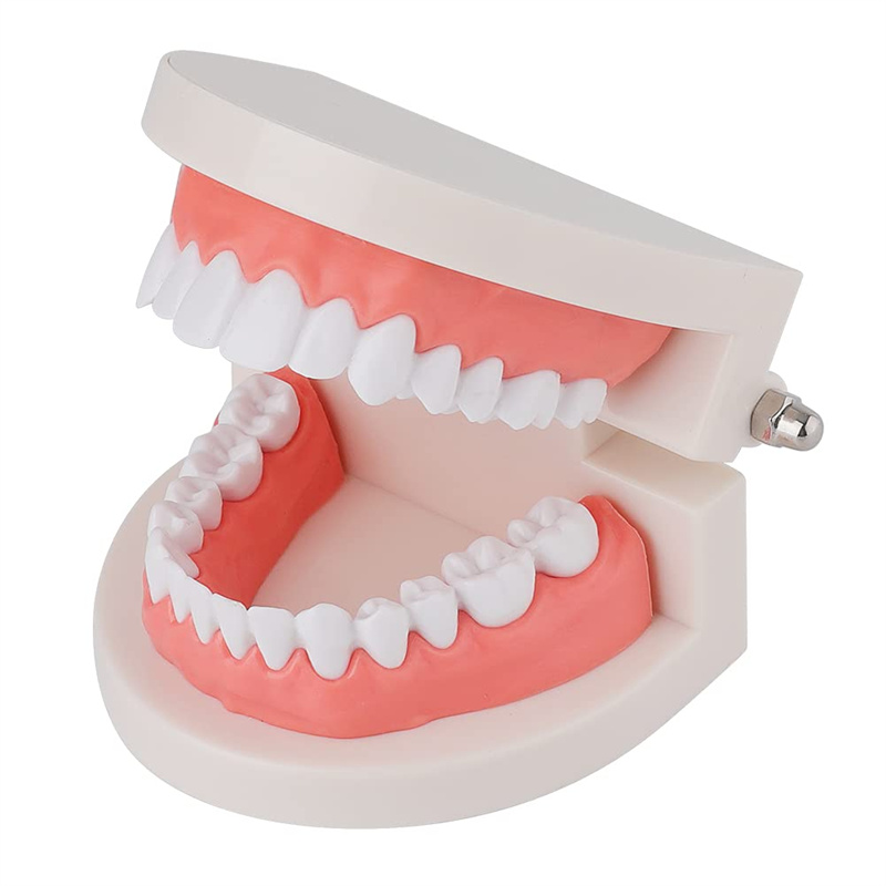 Standard tooth brushing model Display demonstration tooth model (2)
