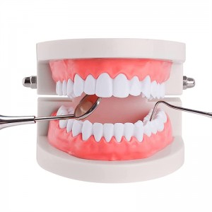 კბილის დავარცხნის სტანდარტული მოდელი ჩვენება საჩვენებელი კბილის მოდელი