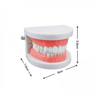 Štandardný model čistenia zubov Zobraziť ukážkový model zubov