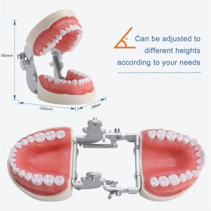 Model zob z 28 snemljivimi zobmi za študente zobne higiene