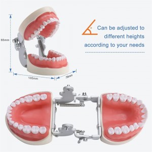 Teeth Model with 28 Detachable Teeth for Dental Hygiene Students