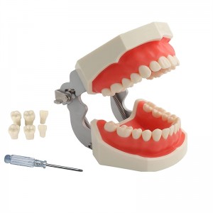 Teeth Model with 28 Detachable Teeth for Dental Hygiene Students