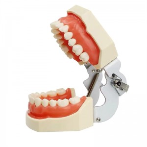 Tandemodel met 28 verwyderbare tande vir tandheelkundige higiënestudente