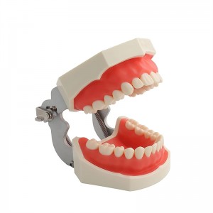 Model de dents amb 28 dents desmuntables per a estudiants d'higiene dental