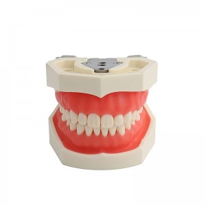 Шүдний эрүүл ахуйн чиглэлээр суралцаж буй оюутнуудад зориулсан салдаг 28 шүдтэй шүдний загвар