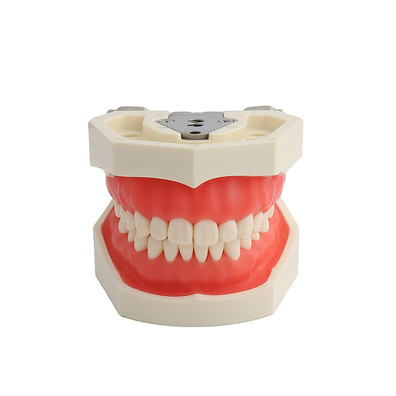 Teeth Model with 28 Detachable Teeth for Dental Hygiene Students (5)