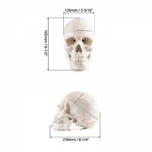 Anatomické modely ľudskej lebky a mozgu pre lekárske vyučovanie