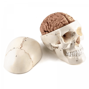 Tıp öğretimi için insan kafatası ve beyninin anatomik modelleri