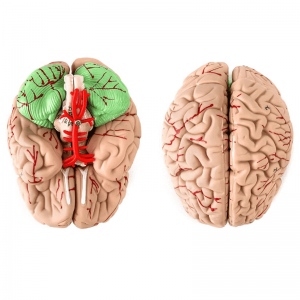 Modelos anatómicos del cráneo y cerebro humanos para la enseñanza médica.