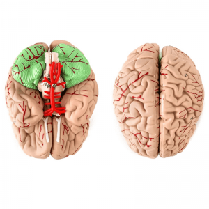 Qaababka anatomical ee madaxa bini'aadamka iyo maskaxda ee barida caafimaadka