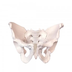 Life-size anatomical model of a female pelvis