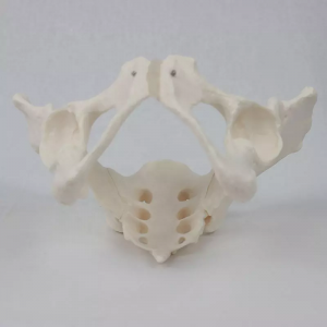 Life-size anatomical model of a female pelvis