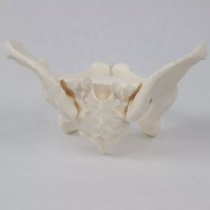 Life-size anatomical model ng isang babaeng pelvis
