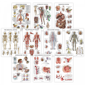 Anatomical medicine teaching wall chart set