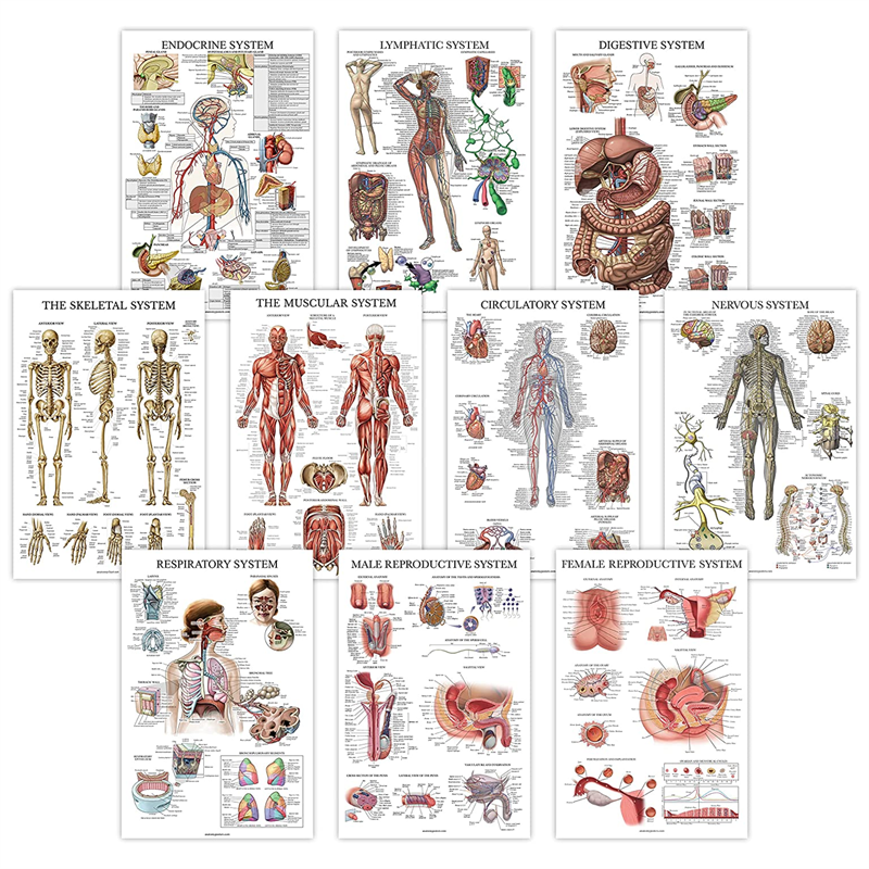 Diagram dinding pengajaran kedokteran anatomi set